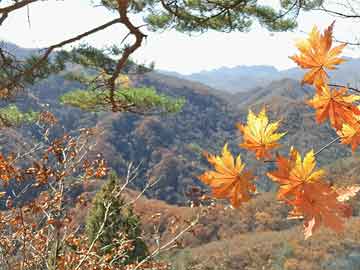 佛山落地首个省级锦鲤良种场